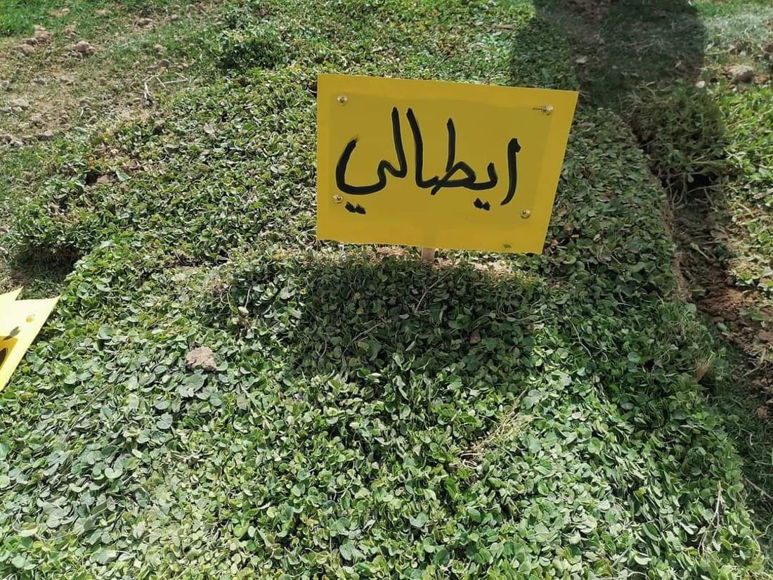 “بزايز بهرز” مركز زراعة “الثيل” في العراق.. تسوّق 5 أنواع للمنازل وملاعب الكرة