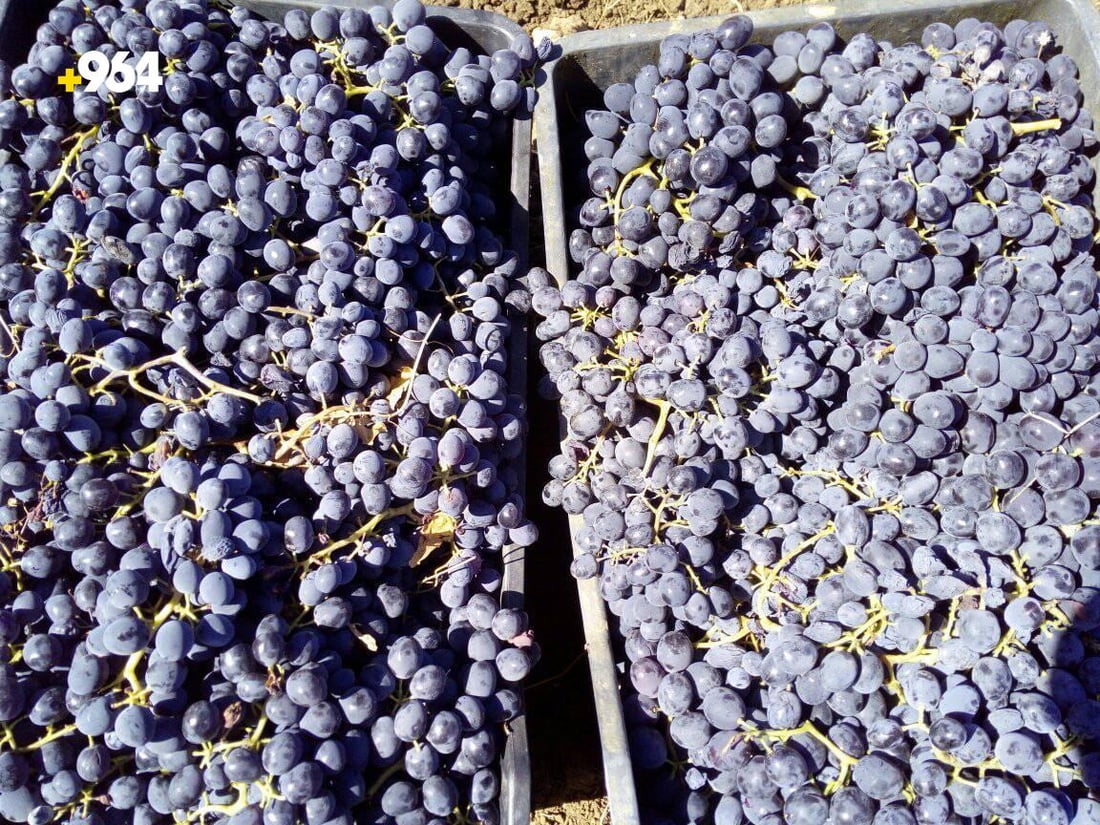 گۆڕانى كه‌شوهه‌وا ترێی ره‌شی گونده‌كانى رواندزی كه‌مكردووە