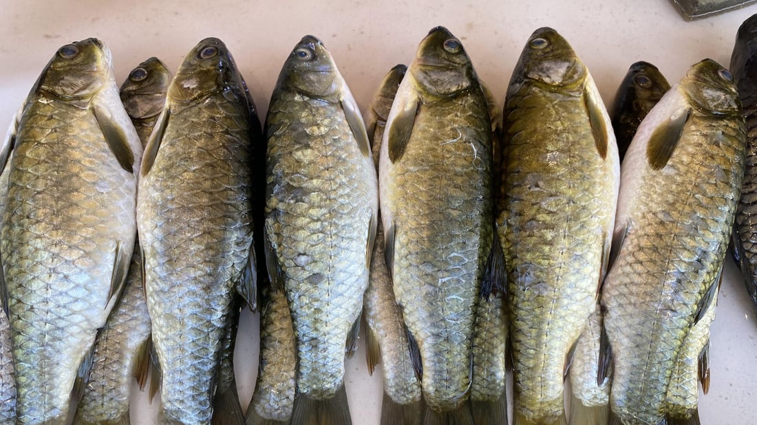 صور: الناصرية بدأت تعتمد على جارتها العمارة لتأمين “البنّي”