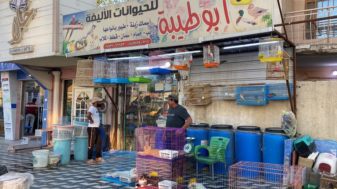 منازل الناصرية توفر القطط النادرة.. لا داعي للسفر من أجل “الهملايا” و”السكوتش”