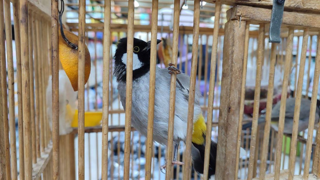 من مركز زيونة.. القطط للبنات والموظفين.. والكلاب للشباب المتفرغين