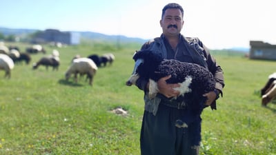 وظيفة تريح القلب وتوفر الخبز.. صور من سهل شهرزور مع راعي غنم سعيد بمطر نيسان