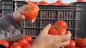 Iraq to pursue tomato ‘hoarders’ as prices stay high