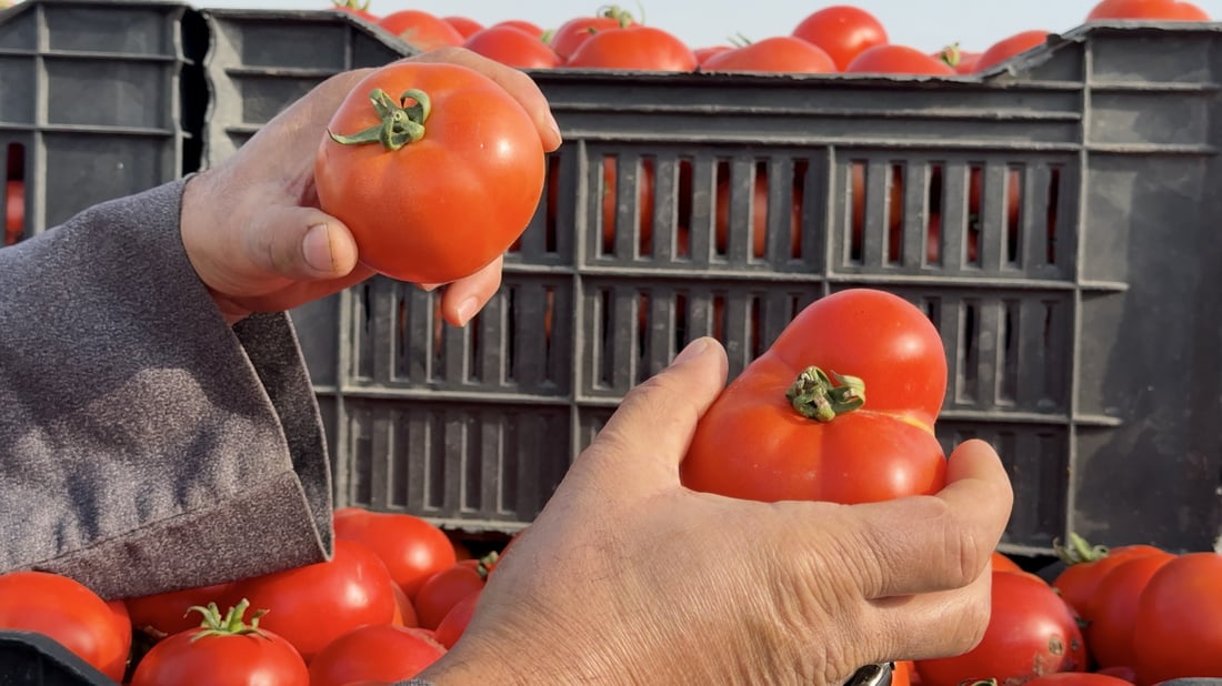 Iraq to pursue tomato ‘hoarders’ as prices stay high