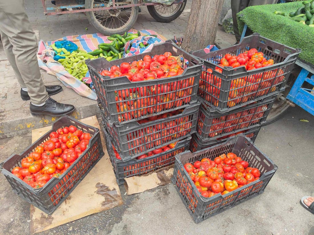 لە هەڵەبجە دەست بەسەر زیاتر لە 300 کیلۆ تەماتەدا گیرا