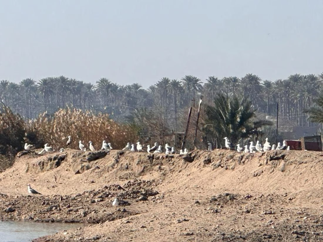 Illegal fishing threatens endangered turtle