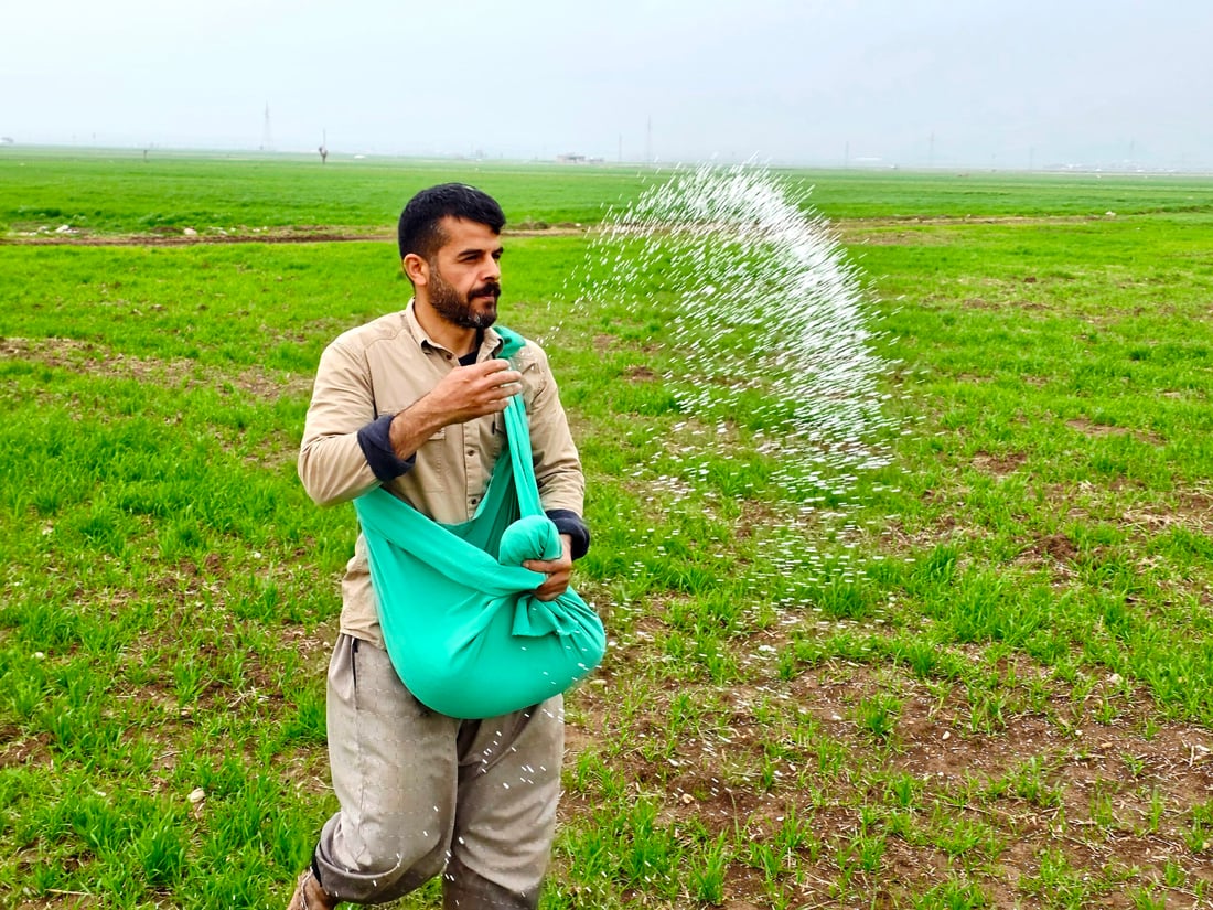 بارانی زۆر بەشێکی گەنمی جوتیارانی شارەزووری زەرد هەڵگەڕاندووە