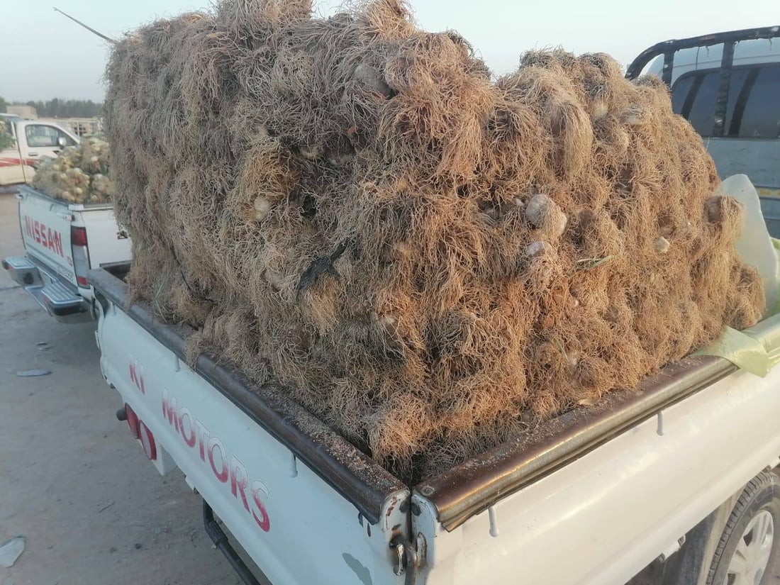 فضلاً عن الطماطة الشهيرة.. الزبير ملأت السوق بثوم أغلى من الكربلائي