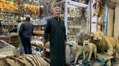 أسد ودب قطبي وأرخصها الهدهد.. الكربلائي تعلم التحنيط واشتهر في كّل العراق (صور)