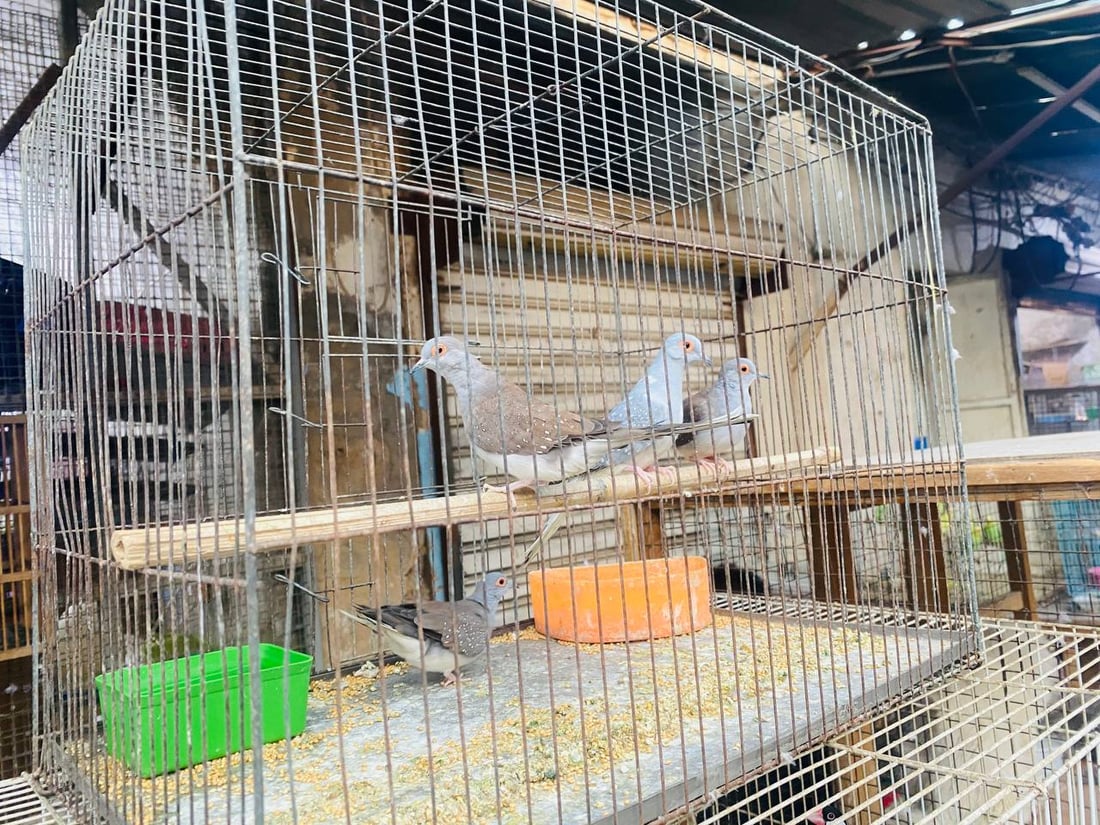 صور: حلَّ الخريف وبدأ موسم تزاوج البلابل.. سوق العمارة امتلأ بأقفاص سعف النخيل