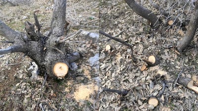 40 oak trees felled as illegal logging continues in Sulaymaniyah’s protected forests