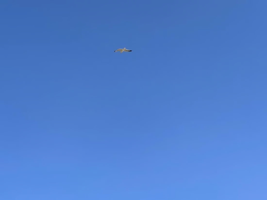 Illegal fishing threatens endangered turtle