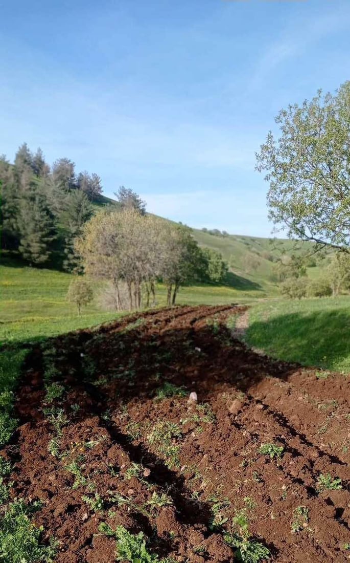 هه‌ڵمه‌تى ئاگربڕ له‌ دارستانه‌كانى سنوورى سلێمانى ده‌ستیپێكردووه‌