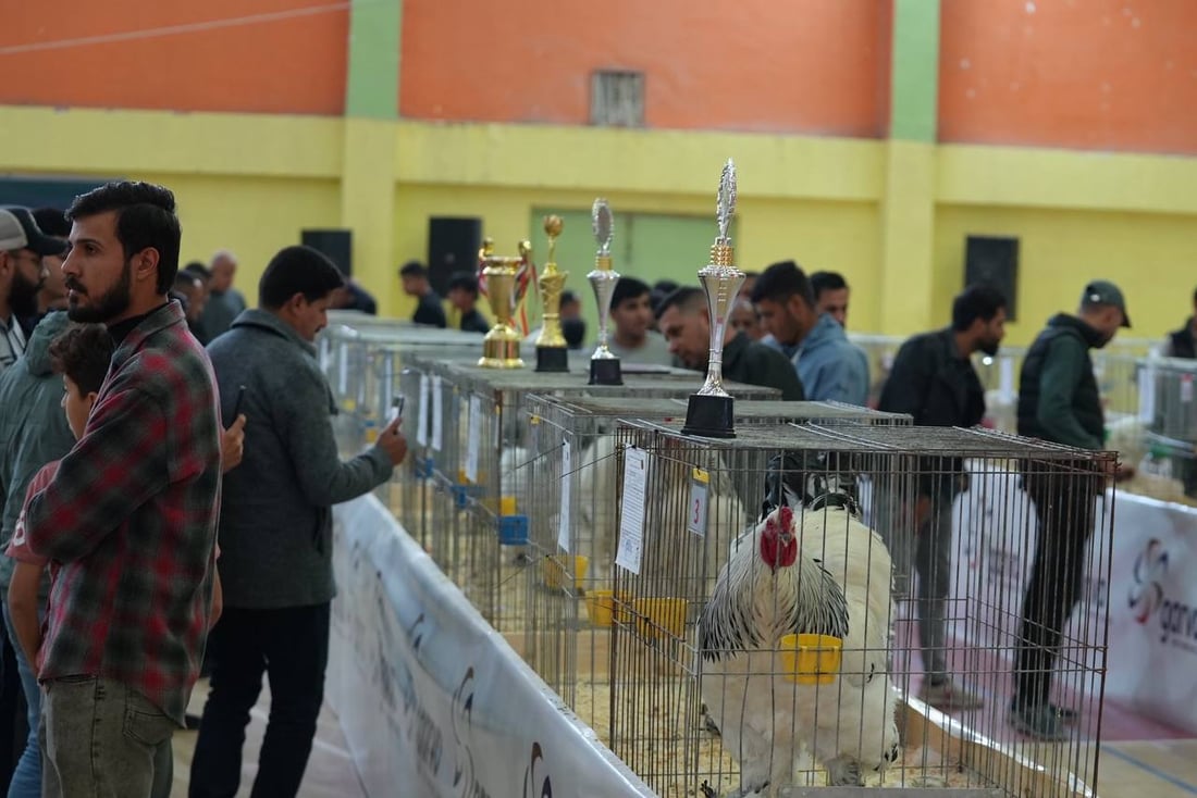 صور: دجاجة بصراوية وديك أربيلي أجمل طيرين في العراق.. مسابقة بإشراف تركي