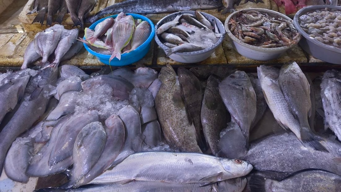 10 أطنان من الضلعة العملاقة.. أمطار وصيد وفير في بحر العراق (صور)