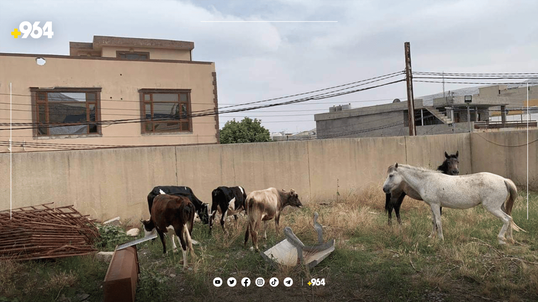 ئەسپ و مانگاکانی دەربەندیخان دەستبەسەر کران