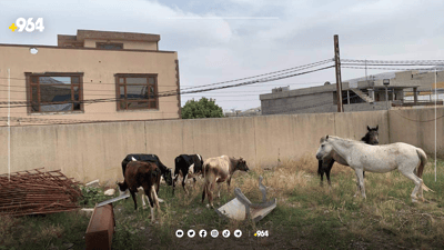 ئەسپ و مانگاکانی دەربەندیخان دەستبەسەر کران