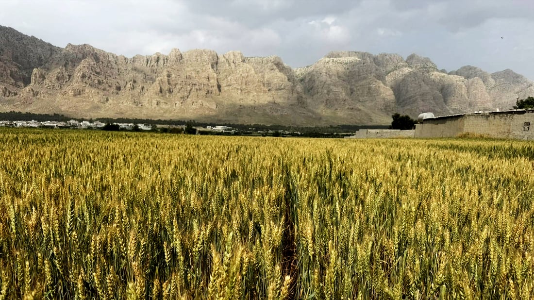 راپه‌ڕین پێشبینى كردووه‌ ئه‌مساڵ 50% به‌رهه‌مى گه‌نمى كه‌مببێته‌وه‌