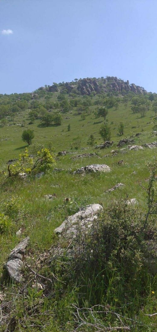 لە گاپێڵۆن و تەوێڵە ژمارەیەک داری سەوز و باڵابەرز بڕدرانەوە