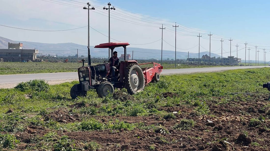 جوتیارانی باشیک هاواریان لێ هەڵساوە دەڵێن “بەرهەمی پەتاتە لەبازاڕ پارە ناکات”