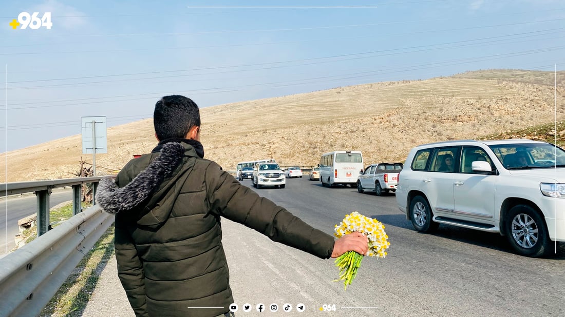 منداڵە نێرگز فرۆشەکانی لۆفەی سپیلک