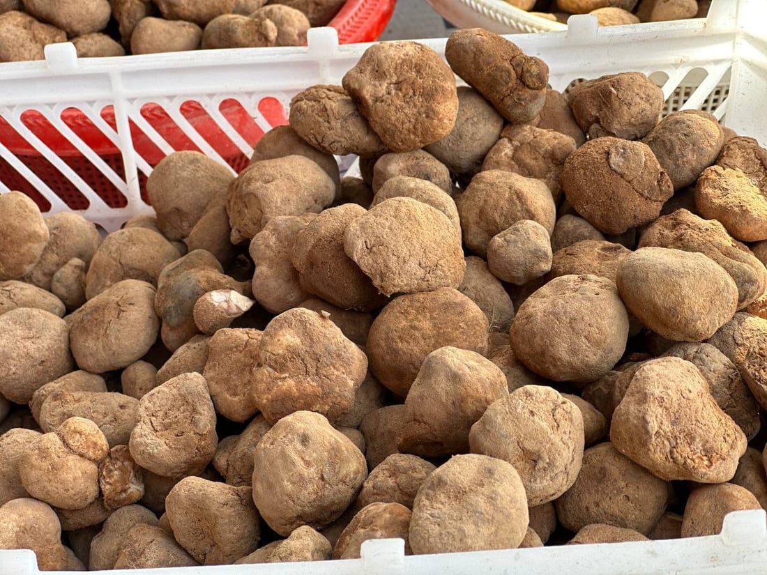 تلفون بصرة كويت لا يهدأ.. كمأ “أحرگ” بـ125 ألفاً من الأنبار حتى الزبير (صور)