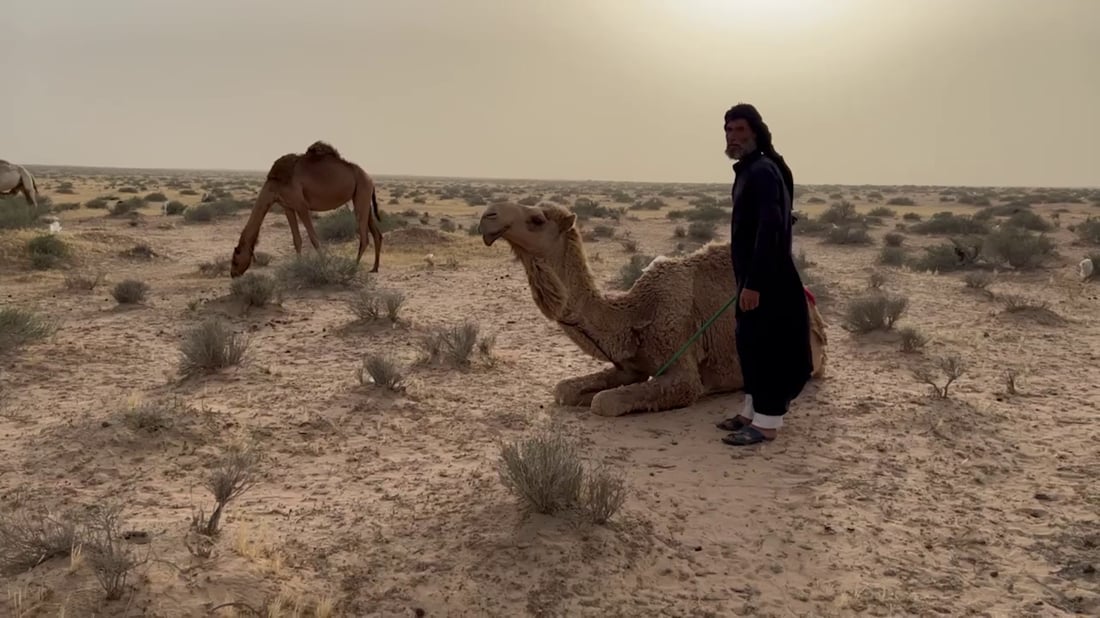 فيديو: بدو السوالم عادوا بالإبل إلى مراعي البصرة.. رحلة الشتاء انتهت