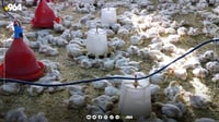 له‌ رواندز كێڵگه‌ په‌له‌وه‌ریيه‌ بێزاركه‌ره‌كان ...