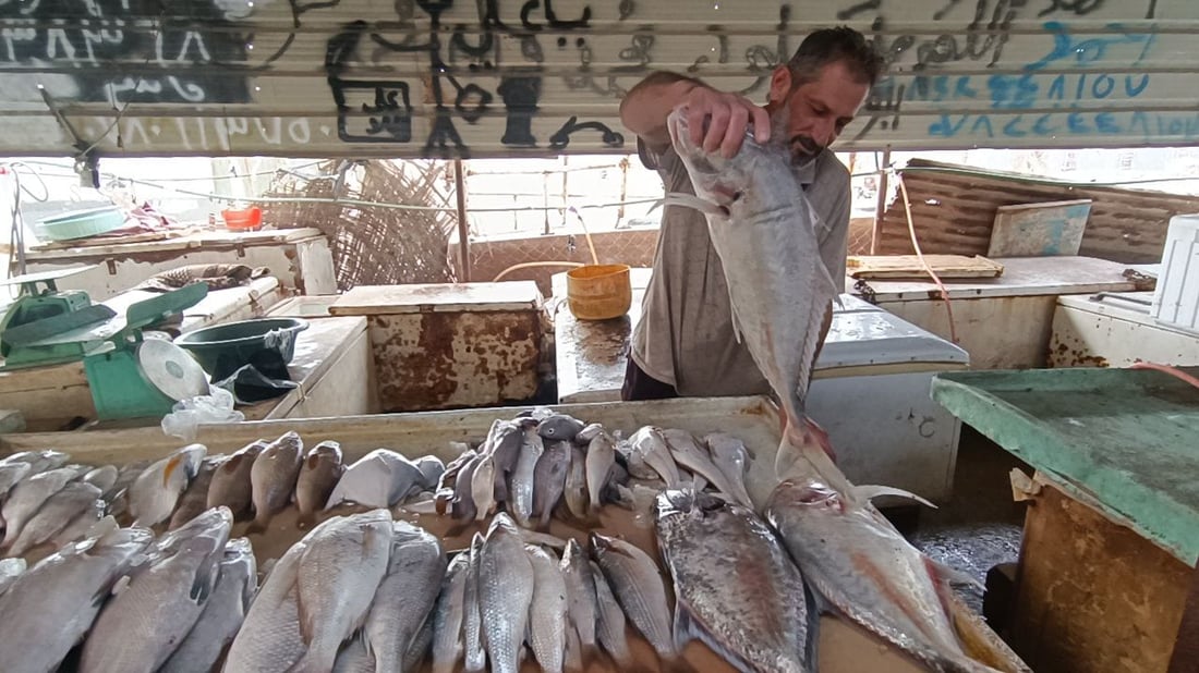 صور صباحية من مزاد الفاو: قائمة بأصناف وأسعار السمك اليوم الاثنين