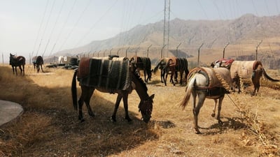 فيديو من جبال حلبجة: ضبط “قافلة بغال” أثناء رحلة “قجغ” إلى إيران