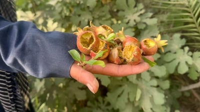 Drought and pests ravage southern Najaf farms as climate concerns escalate