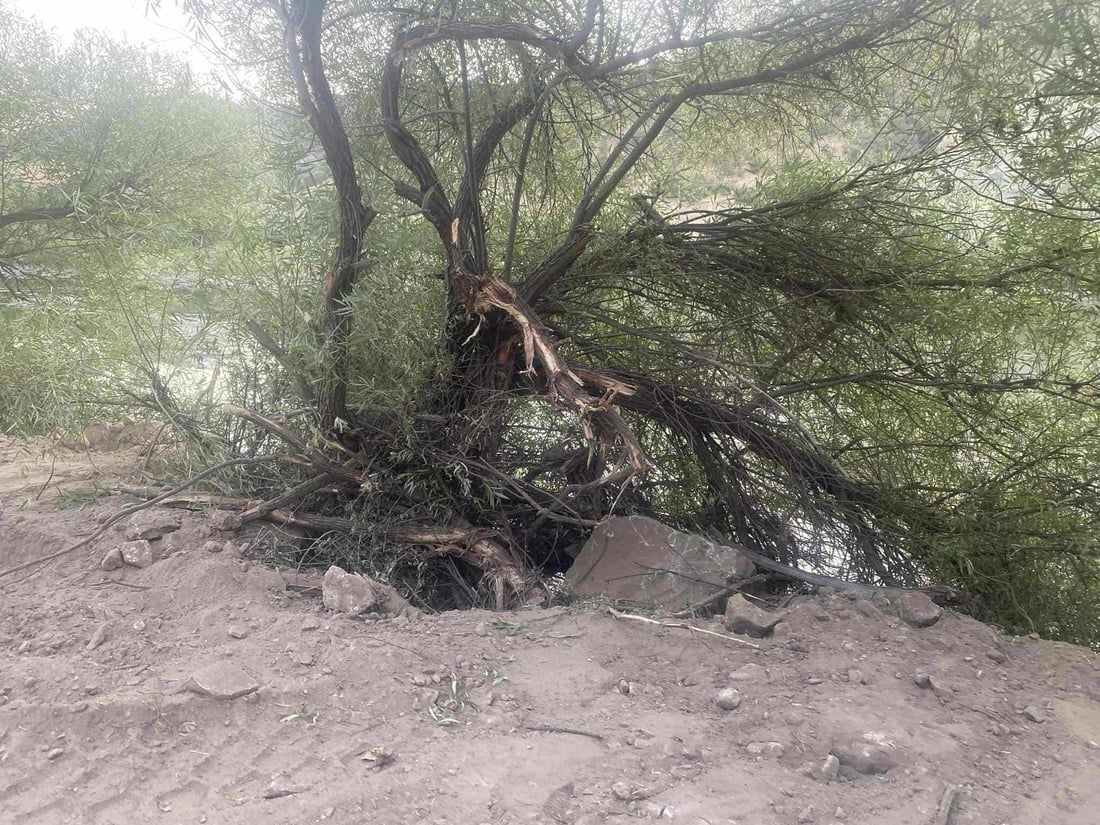 پێنج کەس ژمارەیەک شۆڕەبی لاو و بەتەمەنیان بڕییەوە؛ دەستگیر کران