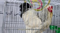 کەڵەشێرە ئەڵمانییەکان گرانترینن