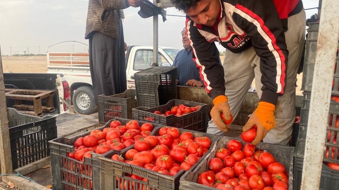 صور: الزبير تستقبل العام الجديد بـ 2000 طن من الطماطم
