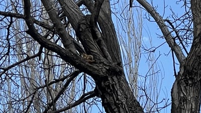 سناجب أربيل تساعد الفلاحين بزراعة الجوز.. لكن لطافتها تهدد وجودها (فيديو)