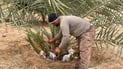 Farmers in Zubair expand cultivation of Sukkari dates amid market demand