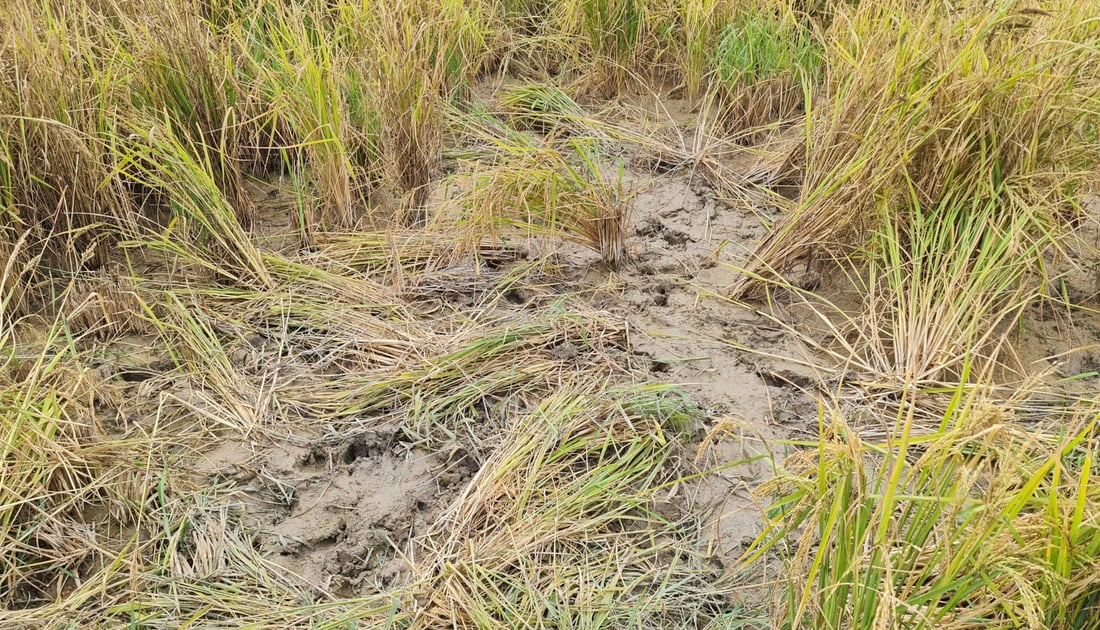 صور: حرب بالبنادق مع الخنازير في حقول العنبر.. غماس توقفت عن الصعق