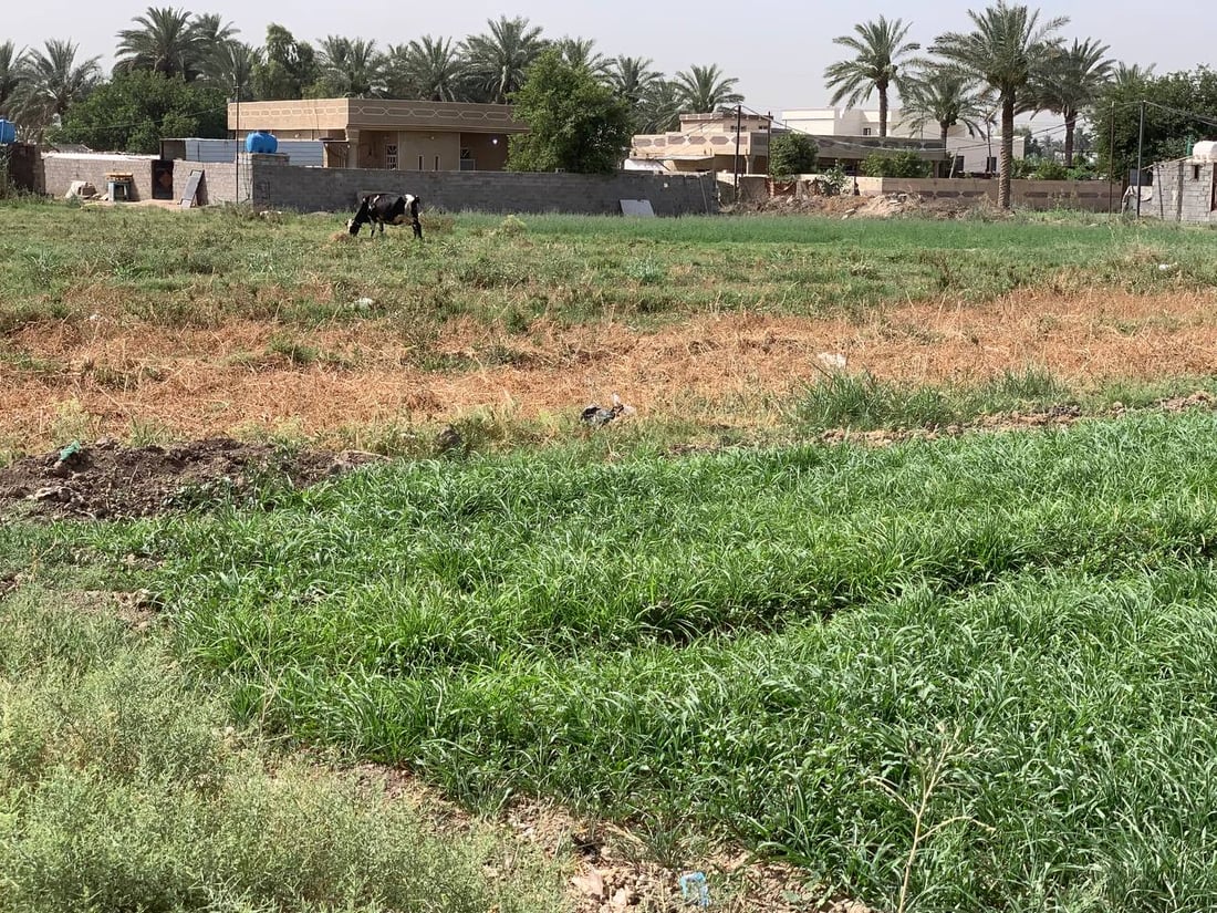 الأبقار تختفي من عرب جبور والبو عيثة.. هذا وقت التجريف والعقارات! (صور)