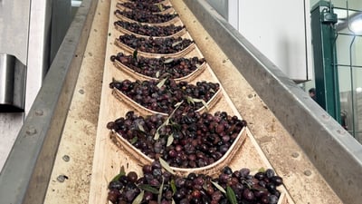 مراحل عصر الزيتون “على البارد” وصنف جديد يزاحم العراقي!