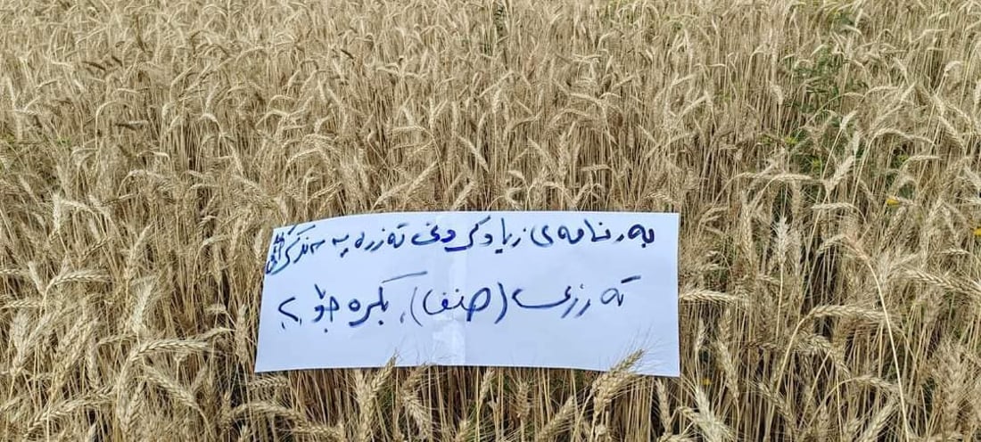 السليمانية تبتكر نوعين من الحنطة وبغداد تصدق ذلك.. مقاومة للجفاف والرطوبة أيضاً