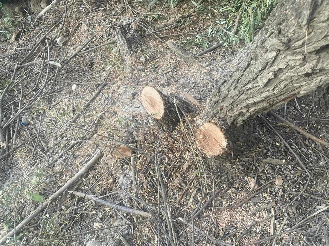 پێنج کەس ژمارەیەک شۆڕەبی لاو و بەتەمەنیان بڕییەوە؛ دەستگیر کران