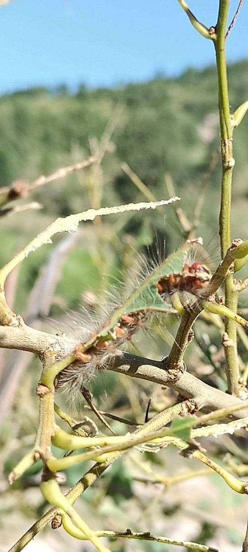 کرمێکى مه‌ترسیدار بڵاوبووه‌ته‌وه‌ و به‌شێكی دارستانه‌كانى وشككردووه‌