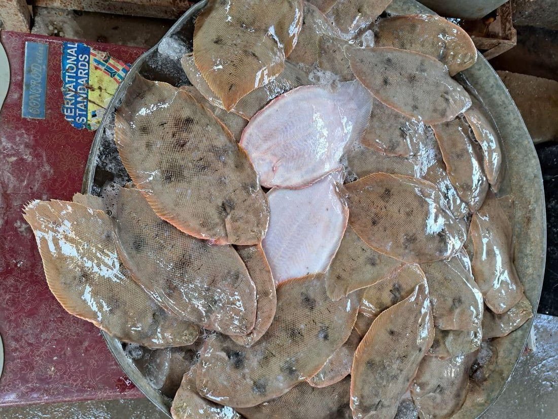 أكثر من 10 أطنان سمك في مرسى النقعة.. ذروة موسم النويبي والروبيان جامبو (صور)