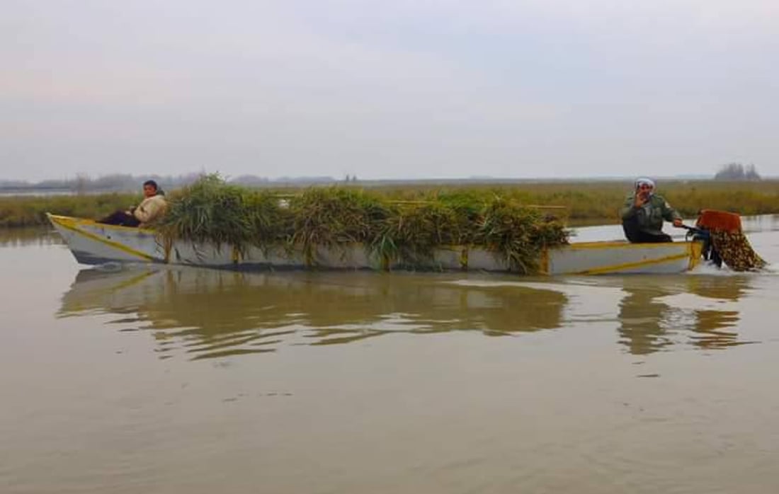 صور: الأمطار تعيد الحياة إلى هور الحويزة في ميسان