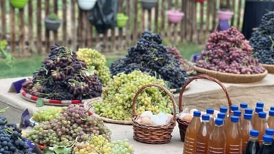 حەوت جۆر ترێی نوێ لە فێستێڤاڵەكەی عەنكاوە نمایش كرا