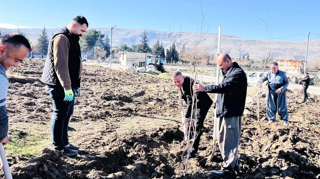 ساڵانه‌ 60 نه‌مامى توو ده‌به‌خشێت و شاره‌وانى گۆپاڵه‌ش ده‌یچێنن