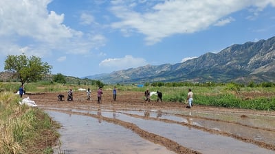 زیاتر لە 20 هەزار دۆنم برنج لە پارێزگای دهۆک چێندراوە