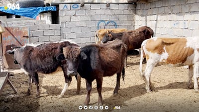 مانگا دایکانەکان بە بێچووەکانیانەوە سەردەبڕدرێن