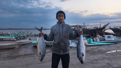 صور: بداية موسم اليودر والضلعة في الفاو.. 15 طناً بـ5 آلاف دينار للكيلو