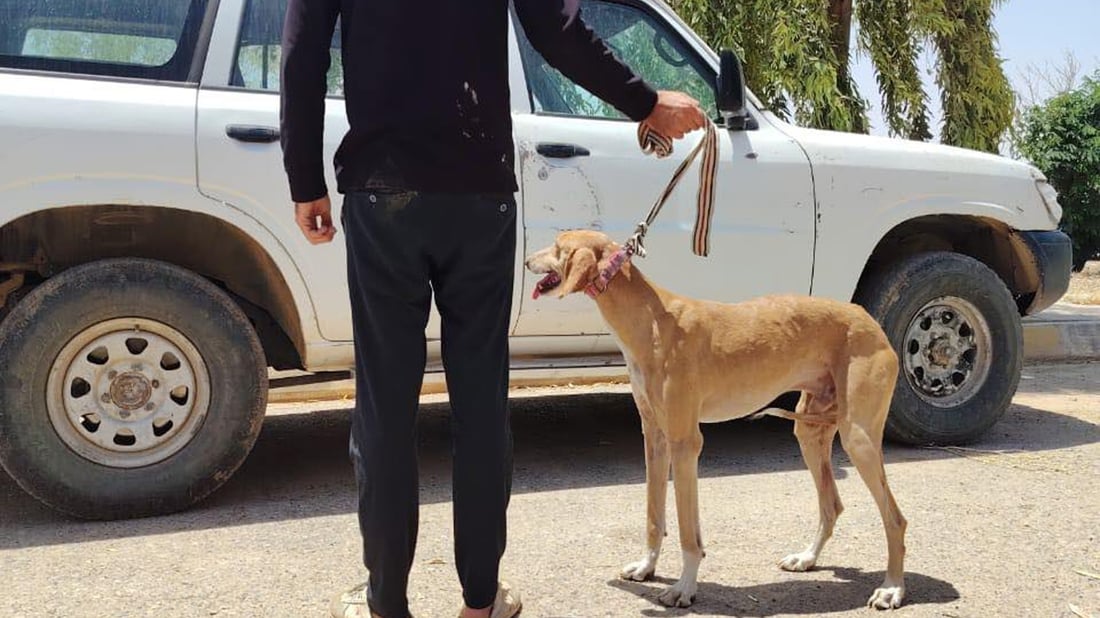 راوچییەک بە تانجییەکەی دەستییەوە دەستگیرکرا؛ یەکێکیش هەڵات